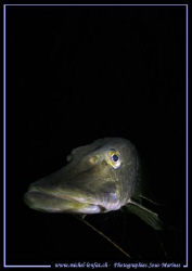 "Boooooooooooooo - hey what's up ? ???" - This encounter ... by Michel Lonfat 